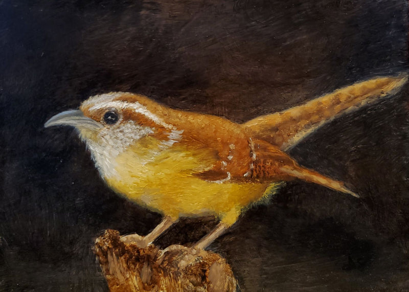 Carolina Wren