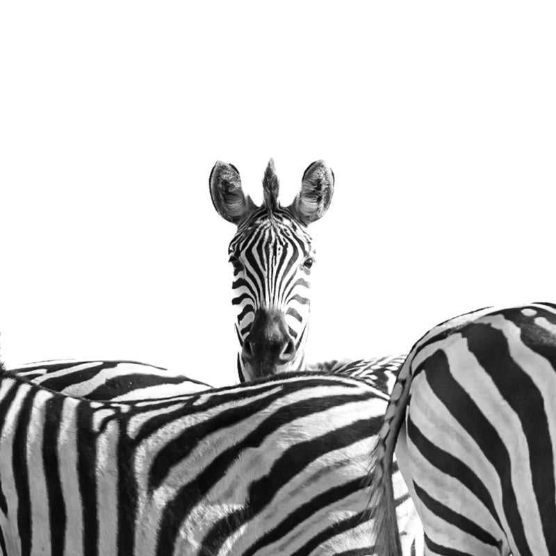 Zebra Portrait 411