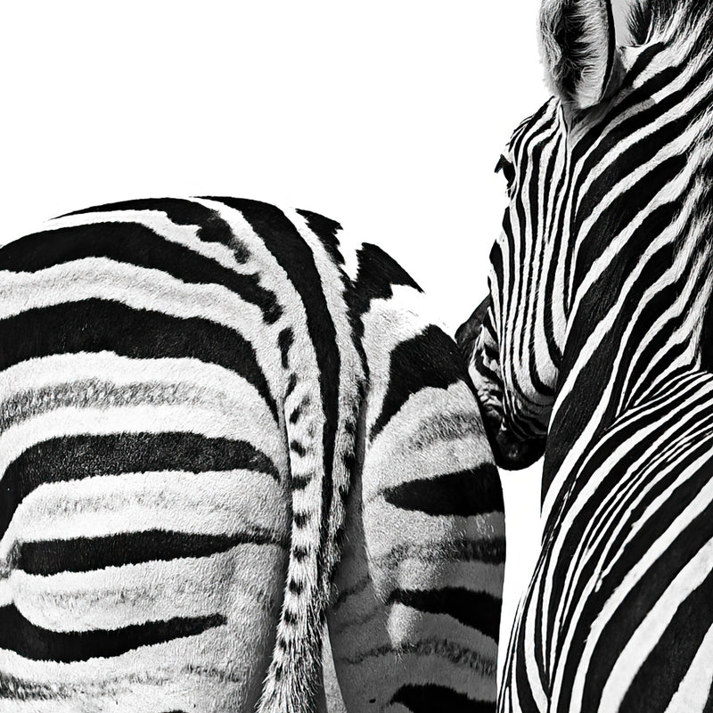 Zebra Portrait 721
