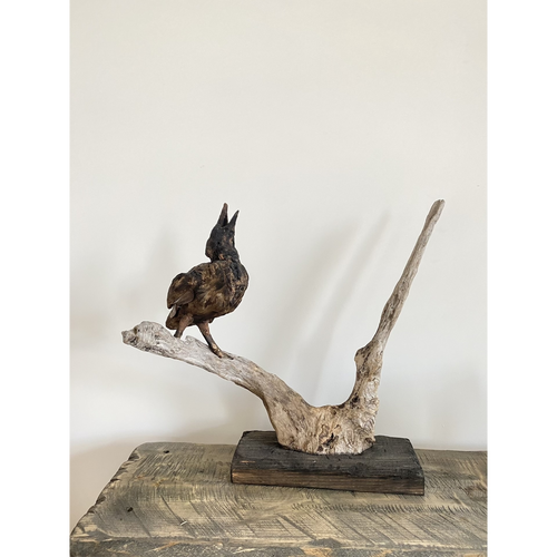 The Tide's Messenger