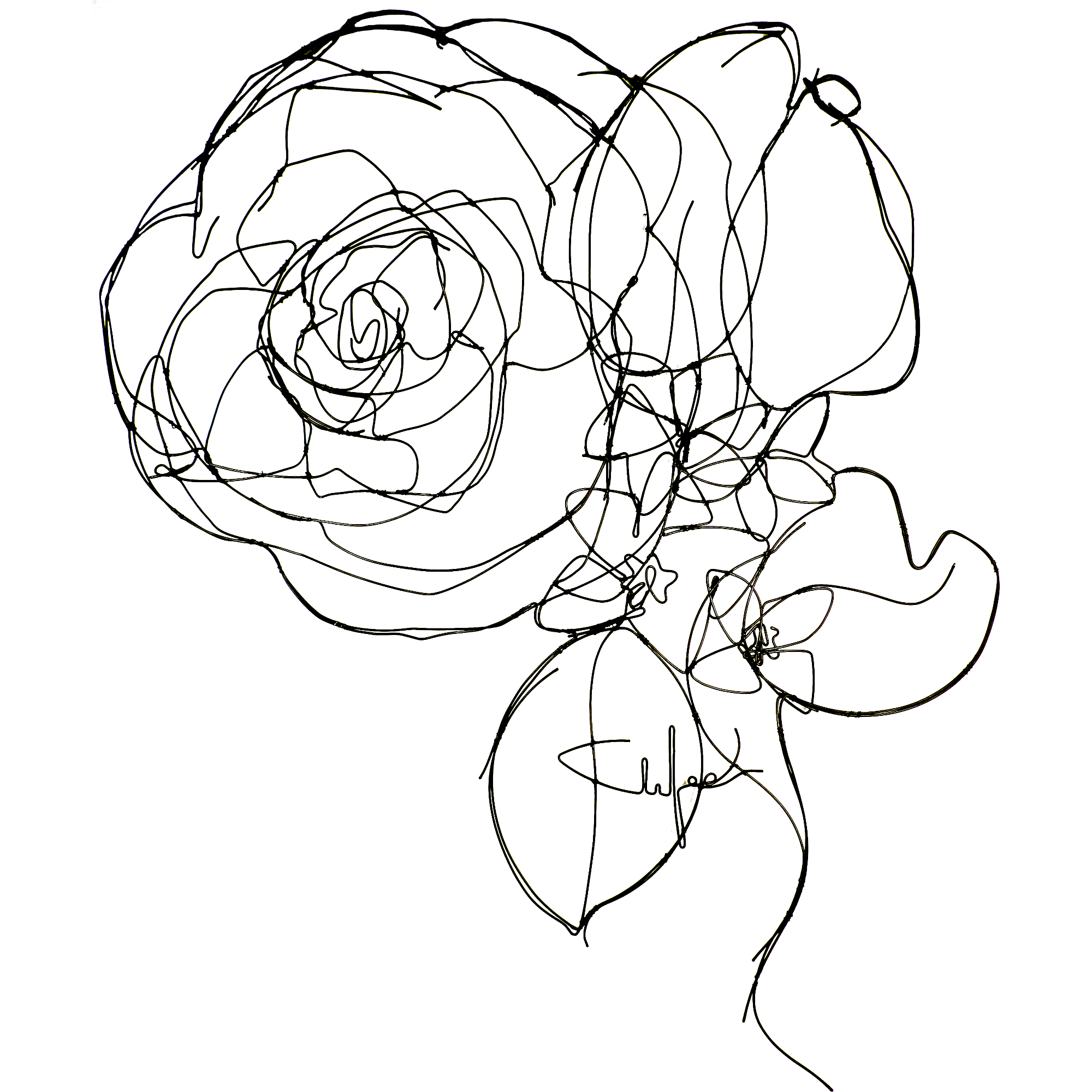 Rose