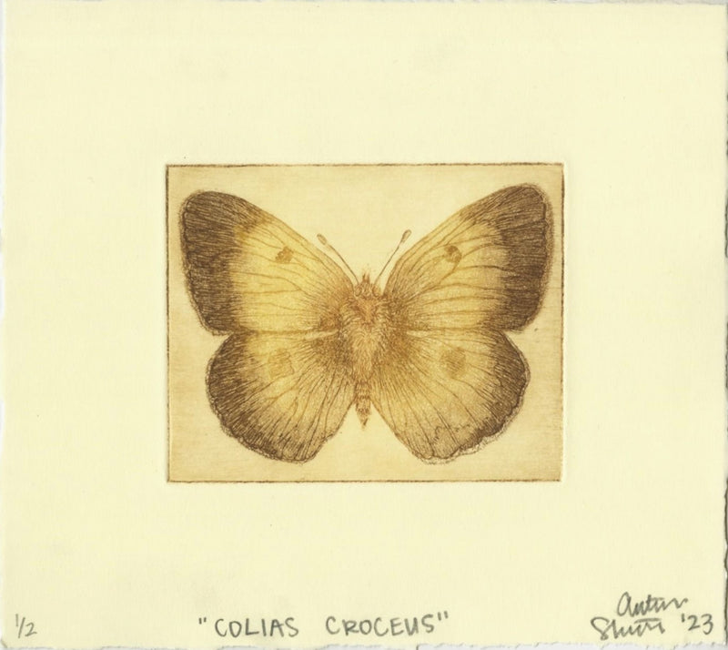 Colias Croceus