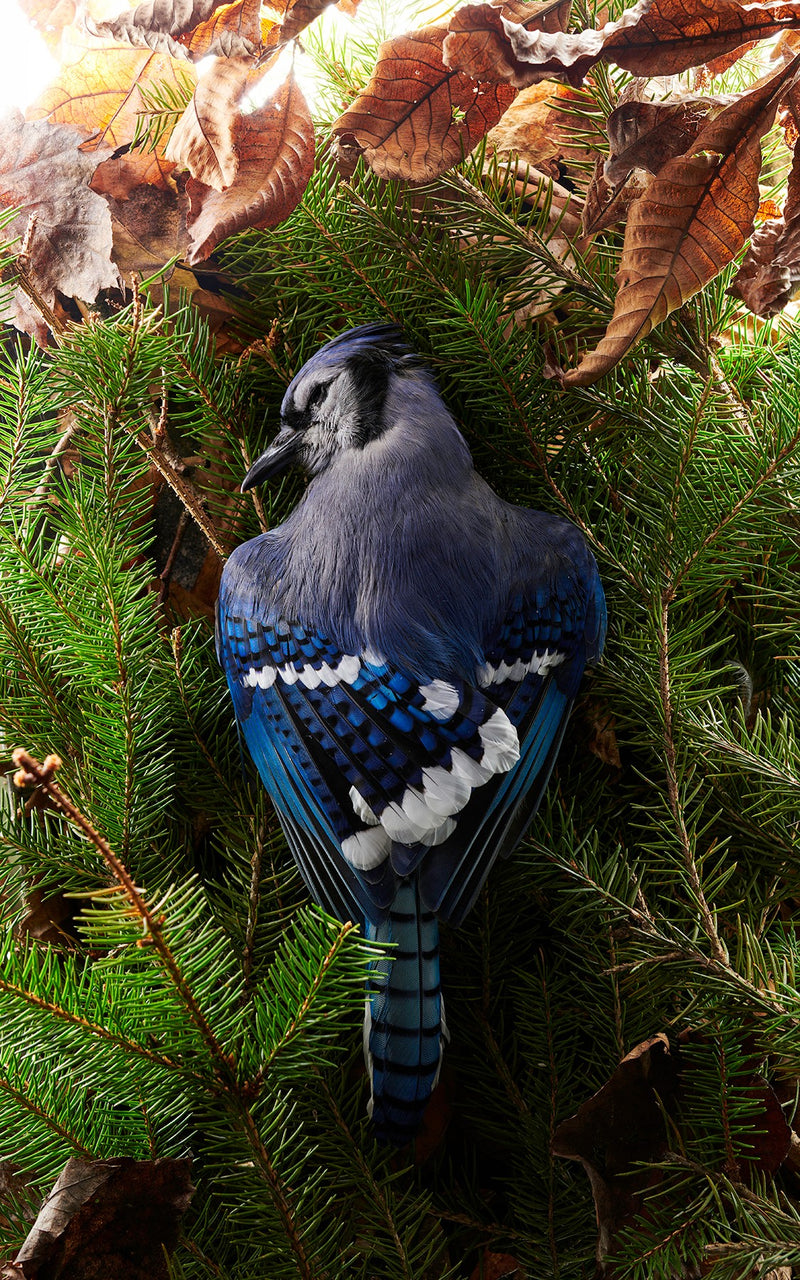 Blue Jay