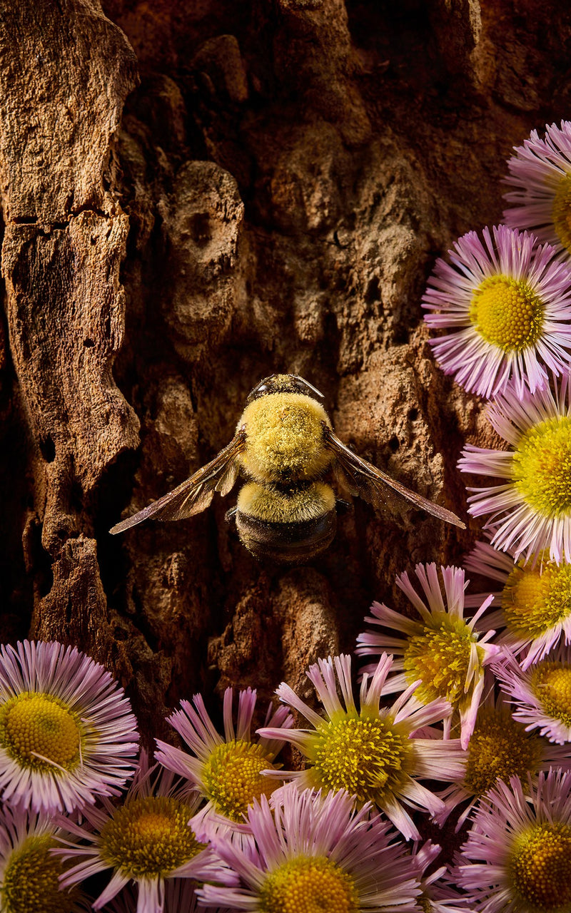 Carpenter Bee