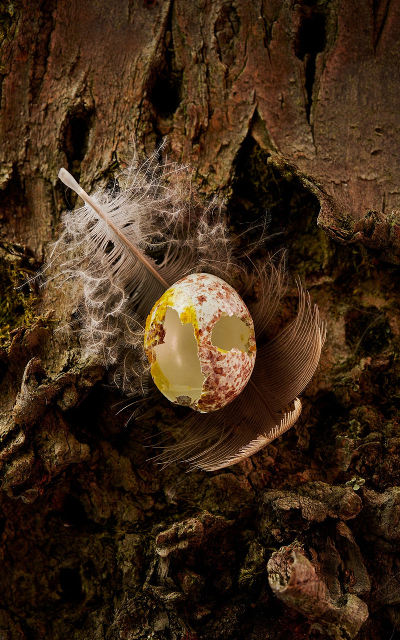 Egg and Feather