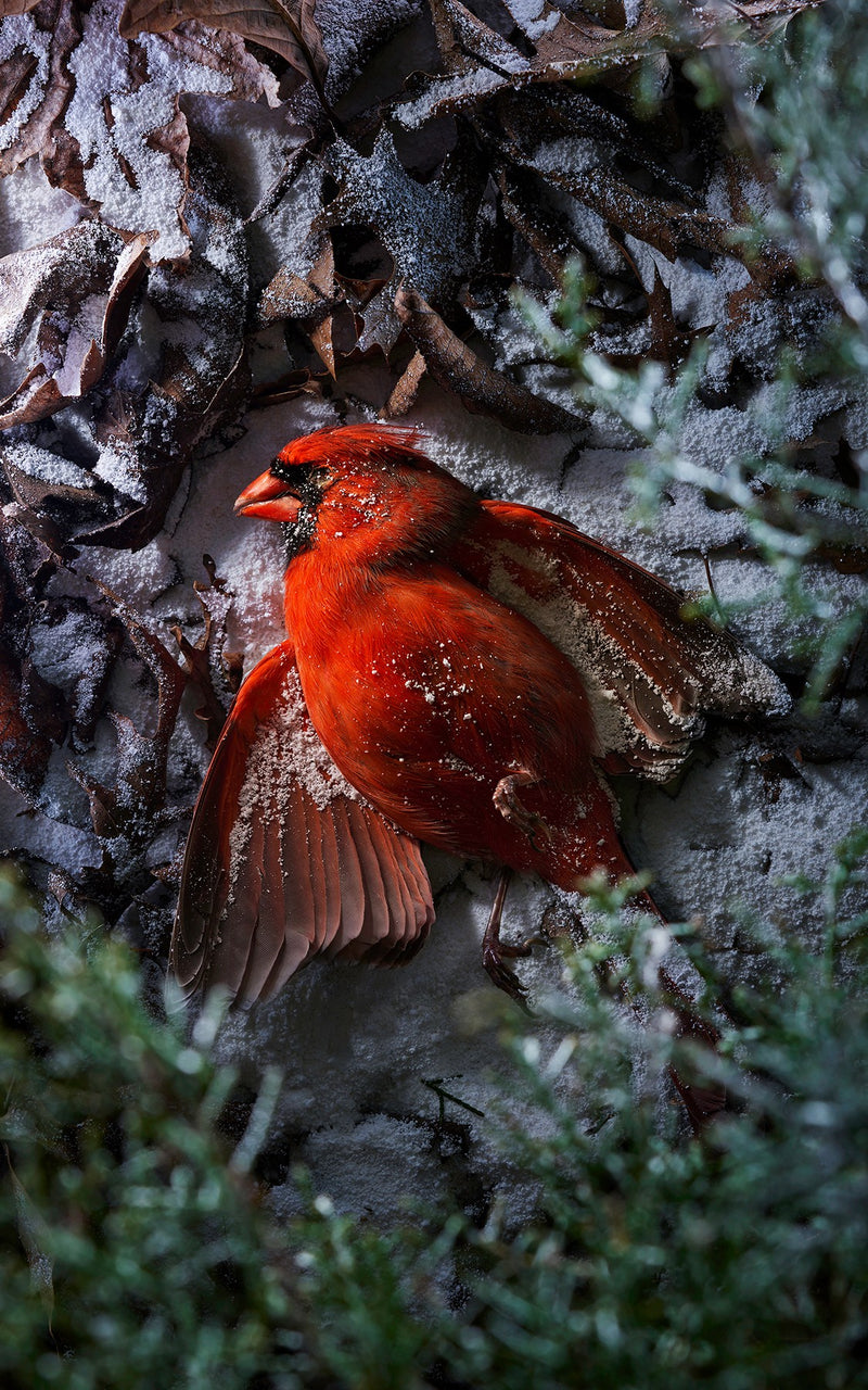 Northern Cardinal